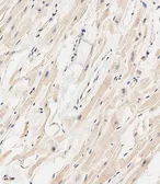 Anti-MARCH5 antibody used in IHC (Paraffin sections) (IHC-P). GTX03436