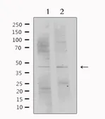 Anti-PEDF antibody used in Western Blot (WB). GTX03449