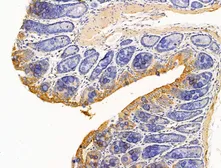 Anti-EB1 antibody used in IHC (Paraffin sections) (IHC-P). GTX03450