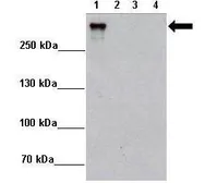 Anti-gp340 antibody used in Western Blot (WB). GTX03459