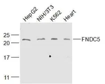 Anti-FNDC5 antibody used in Western Blot (WB). GTX03463