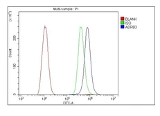 Anti-beta 3 Adrenergic Receptor antibody used in Flow cytometry (FACS). GTX03468