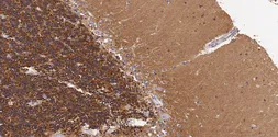 Anti-5-HT2A receptor antibody used in IHC (Paraffin sections) (IHC-P). GTX03473