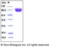 Human ICAM1 (ECD) protein, His tag (active). GTX03489-pro