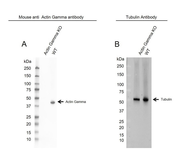 Anti-Actin Gamma 1 antibody [2A3] used in Western Blot (WB). GTX03493