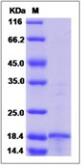 Human MMP26 protein (active). GTX03552-pro