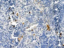 Anti-Neutrophil elastase antibody used in IHC (Paraffin sections) (IHC-P). GTX03640