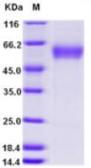 Mouse CD28 (ECD) protein, human IgG1 Fc tag. GTX03642-pro