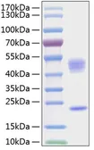 Human IL23 protein, His Tag. GTX03648-pro