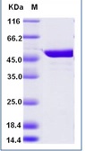 Dengue virus Type 2 Envelope protein, His tag. GTX03664-pro