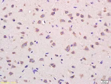 Anti-VDAC1 antibody used in IHC (Paraffin sections) (IHC-P). GTX03668