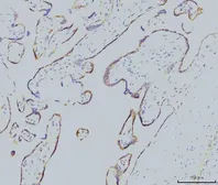 Anti-Rab11A antibody [4H9] used in IHC (Paraffin sections) (IHC-P). GTX03669