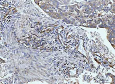 Anti-CD93 antibody used in IHC (Paraffin sections) (IHC-P). GTX03672