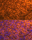 Anti-Cytochrome P450 2D6 antibody [GT1357] used in IHC (Paraffin sections) (IHC-P). GTX03703