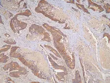 Anti-IL31 antibody used in IHC (Paraffin sections) (IHC-P). GTX03704