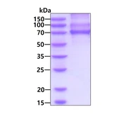 Human PKC iota protein, His tag. GTX03726-pro