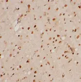 Anti-Melatonin antibody used in IHC (Paraffin sections) (IHC-P). GTX03732