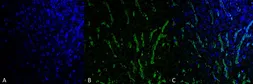 Anti-Citrulline antibody [6C2.1] used in IHC (Paraffin sections) (IHC-P). GTX03742