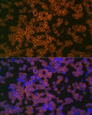 Anti-CD38 antibody used in Immunocytochemistry/ Immunofluorescence (ICC/IF). GTX03746