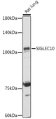 Anti-SIGLEC10 antibody used in Western Blot (WB). GTX03786