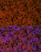 Anti-PLGF antibody [GT1358] used in IHC (Paraffin sections) (IHC-P). GTX03799