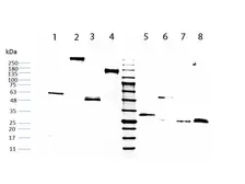 Human IgG Fc fragment protien. GTX03802-pro