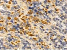 Anti-CXCL1 / GRO alpha antibody used in IHC (Paraffin sections) (IHC-P). GTX03810