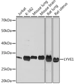 Anti-LYVE1 antibody [GT1359] used in Western Blot (WB). GTX03811