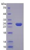 Human caspase 8 protein, His tag. GTX04107-pro