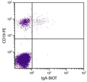Goat Anti-Human IgA (Heavy chain) antibody, pre-adsorbed (Biotin). GTX04126-02