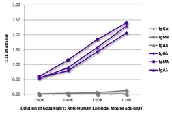 Goat Anti-Human lambda light chain antibody, F(ab')2 fragment, pre-adsorbed (Biotin). GTX04136-02