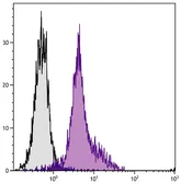 Mouse Anti-Rat IgG2a antibody [2A8F4] (FITC). GTX04140-06