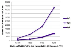 Rabbit Anti-Human IgG antibody, F(ab')2 fragment, pre-adsorbed (FITC). GTX04155-06