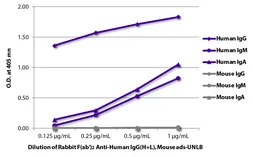 Rabbit Anti-Human IgG antibody, F(ab')2 fragment, pre-adsorbed. GTX04155