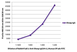 Rabbit Anti-Sheep IgG antibody, F(ab')2 fragment, pre-adsorbed (FITC). GTX04157-06