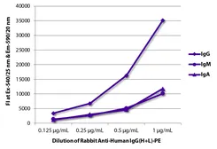 Rabbit Anti-Human IgG antibody, pre-adsorbed (PE). GTX04165-08