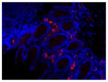 Rabbit Anti-Goat IgG antibody, pre-adsorbed (Biotin). GTX04169-02