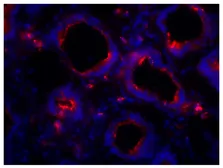 Mouse Anti-Chicken IgA antibody [A-1] (Biotin). GTX04174-02