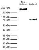 Mouse Anti-Human IgE (Fc) antibody [B3102E8] (HRP). GTX04184-01
