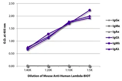 Mouse Anti-Human lambda light chain antibody [JDC-12] (Biotin). GTX04185-02