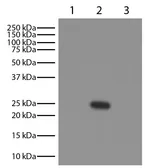 Goat Anti-Mouse lambda light chain antibody, pre-adsorbed (HRP). GTX04203-01