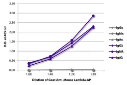 Goat Anti-Mouse lambda light chain antibody, pre-adsorbed (AP). GTX04203-03