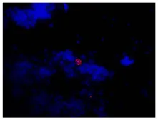 Goat Anti-Mouse lambda light chain antibody, pre-adsorbed (TRITC). GTX04203-25