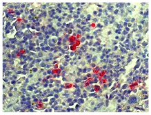Goat Anti-Mouse lambda light chain antibody, pre-adsorbed. GTX04203