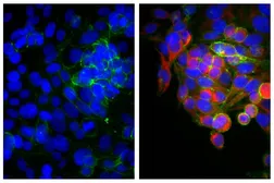 Goat Anti-Mouse IgG2b (Heavy chain) antibody, F(ab')2 fragment, pre-adsorbed (Biotin). GTX04216-02
