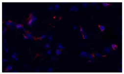 Goat Anti-Mouse IgG3 (Heavy chain) antibody, pre-adsorbed (TRITC). GTX04218-25