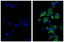 Rat Anti-Mouse IgG2b antibody [SB74g] (FITC). GTX04231-06
