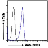Anti-NAT8L antibody used in Flow cytometry (FCM). GTX04238