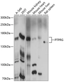Anti-PTPRG antibody used in Western Blot (WB). GTX04246