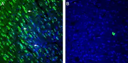 Anti-5-HT2A receptor antibody used in IHC (Frozen sections) (IHC-Fr). GTX04247